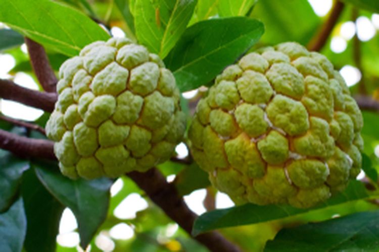 Buah srikaya, tanaman srikaya