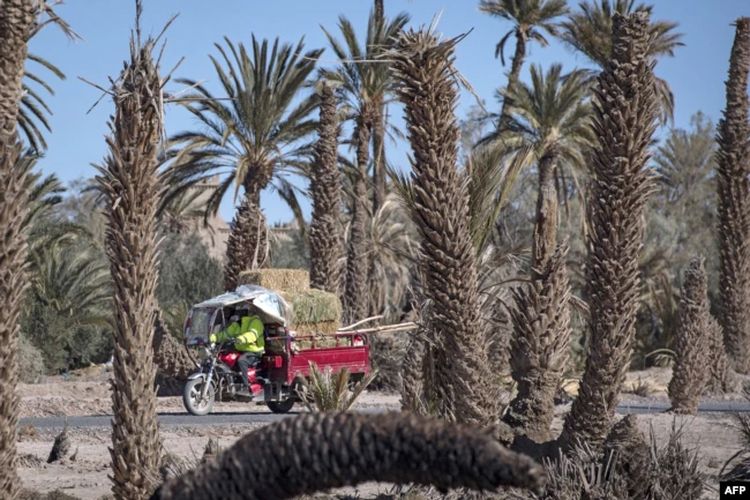 Seorang pria mengendarai truk beroda tiga yang sarat dengan rumput kering di oasis Skoura Maroko, 27 Januari 2020.