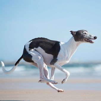 Ilustrasi anjing Whippet.