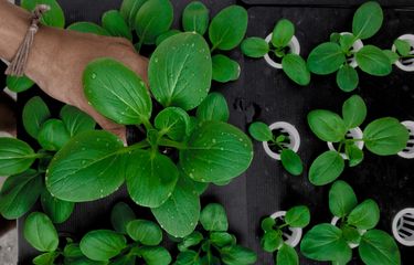 5 Hal yang Tidak Boleh Dilakukan Saat Berkebun Hidroponik Halaman ...