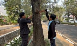 Mau Tebang Pohon di Pinggir Jalan Raya? Ini Prosedurnya