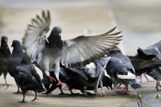 Sains Buktikan Burung Dapat Berkomunikasi, Bagaimana Caranya?