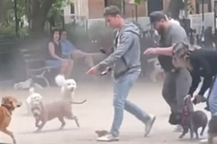 Insiden anjing vs tikus di Tompkins Square Dog Run, New York.