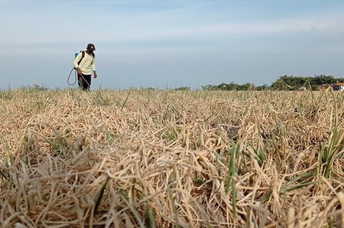 Cerita Petani di Magetan, Biarkan Bawang Merah Diserang Ulat karena Harga Anjlok di Pasar