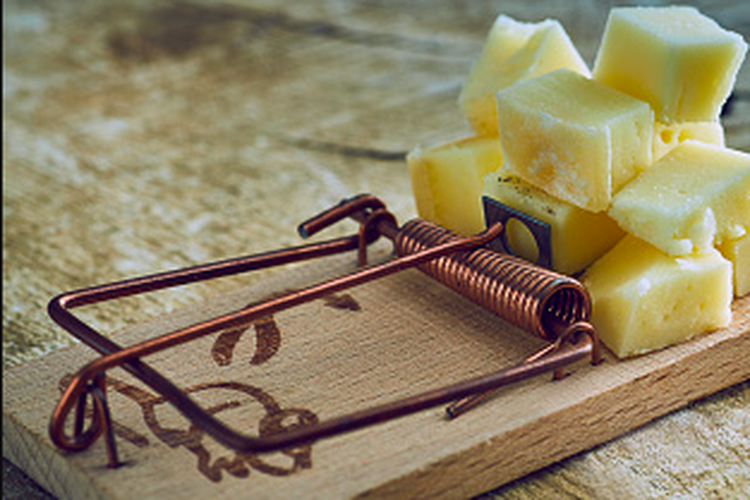 Ilustrasi makanan untuk perangkap tikus