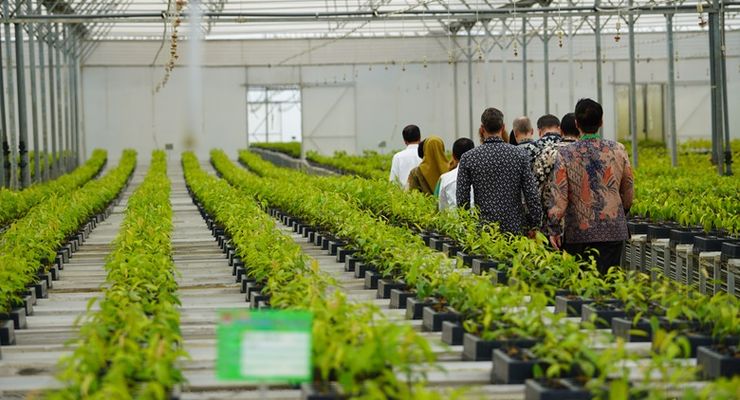 Jutaan Bibit Gratis dari Persemaian Mentawir Cukupi Reforestasi IKN