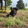 Hendak Panen Singkong, Seorang Petani Temukan Granat Nanas Aktif