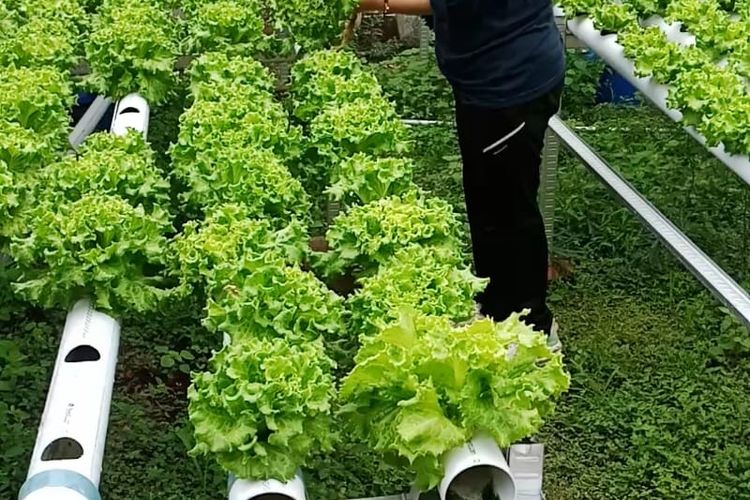 Cerita IRT di Situbondo Raup Rp 2 Juta per Bulan dari Hidroponik di Lahan Sempit