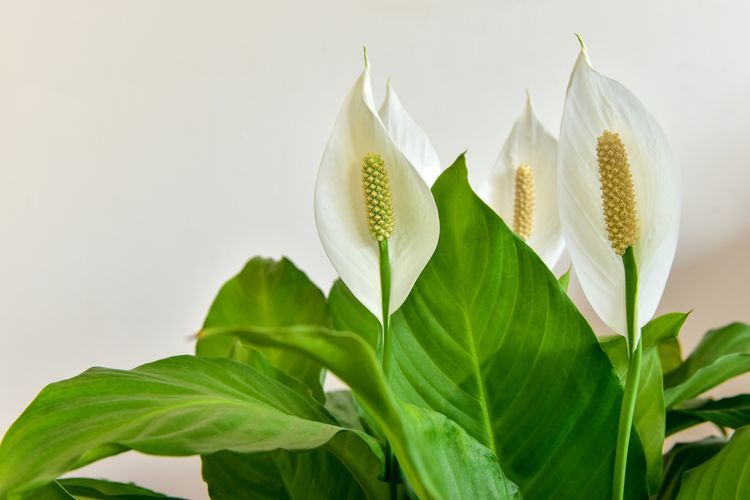 Ilustrasi tanaman peace lily.