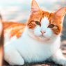 Catat, Ini 4 Sayuran yang Boleh Dimakan Kucing 