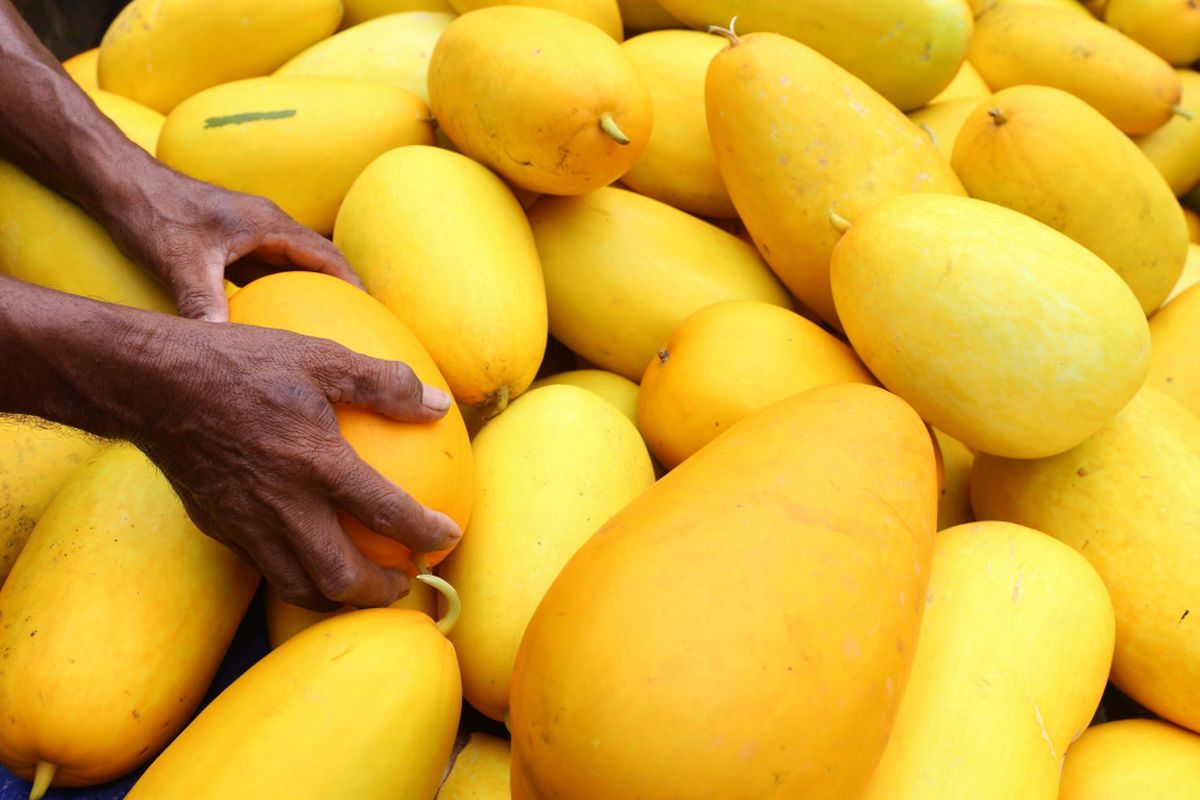 Petani memanen timun suri di Kunciran, Tangerang, Banten, Senin (21/05/2018). Timun suri menjadi salah satu buah favorit yang dijadikan bahan minuman untuk menu berbuka puasa.