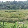 Jelajah Danau Rana Loba di Manggarai Timur, Bisa Lihat Burung Bangau