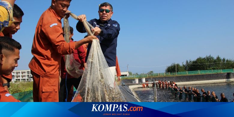 Sebanyak 2,3 Ton Udang Hasil Budidaya Politeknik Kementerian KP Diserap Pasar