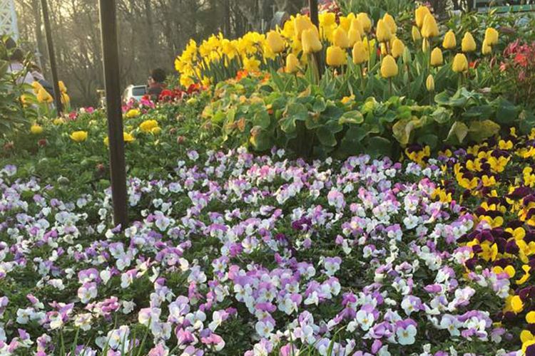 Bunga beraneka warna di Taman Jayu, Incheon, Korsel.