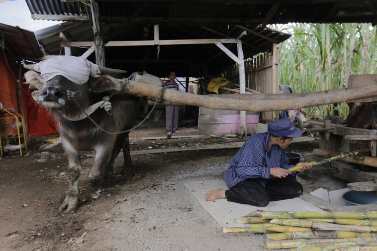 Kerbau menjadi penggerak kilang dalam pembuatan gula merah tradisional di Lawang, Sumatera Barat.