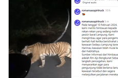 Video Detik-detik Pengendara Mobil Bertemu Harimau Sumatera