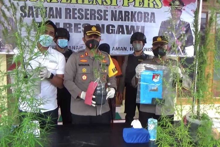 Menanam ganja di rumahnya pedagang angkringan di Kabupaten Ngawi diamankan polisi. Dari rumah pelaku polisi mengamankan 9 pohon ganja berbagai ukuran yang ditanam di belakang rumah.