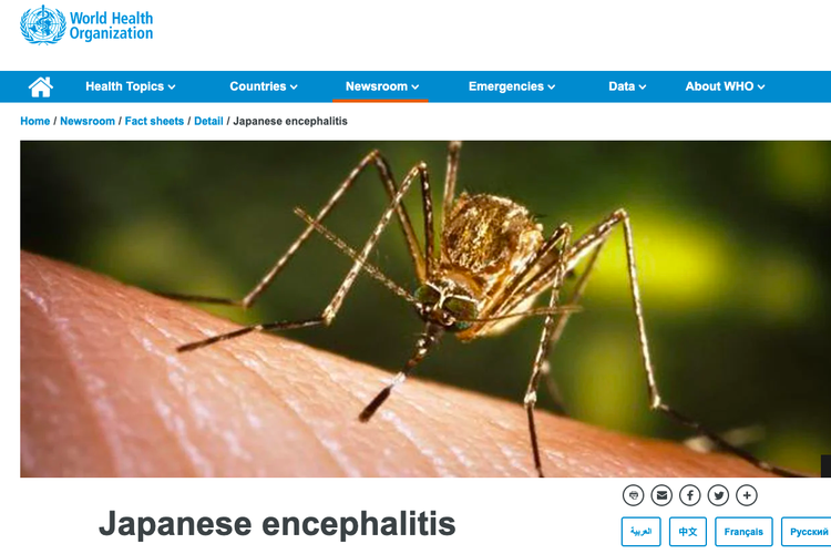 Warga Salatiga, Jawa Tengah terjangkit Japanese encephalitis. Penyakit apa itu?

