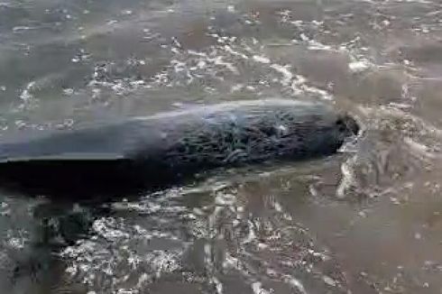4 Lumba-lumba Terdampar di Pantai Padanggalak Bali, BPSPL Upayakan Kembali ke Laut