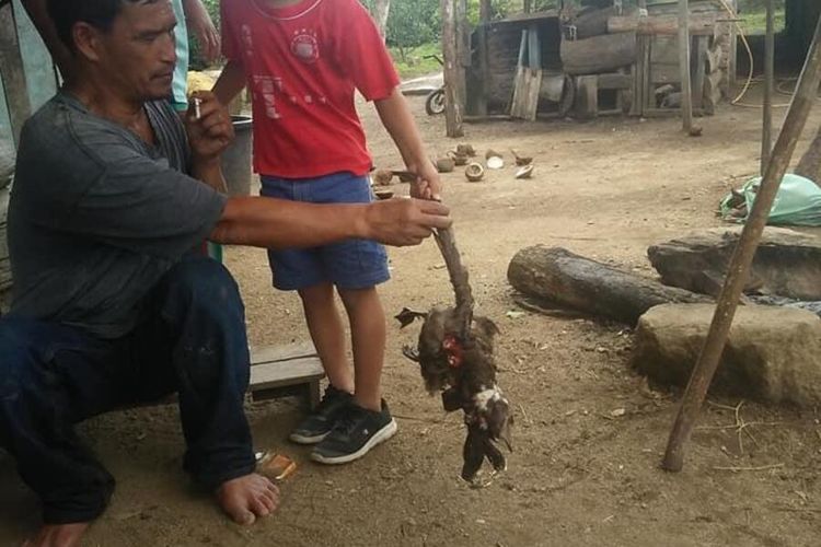 Itik milik warga mati secara misterius di Desa Pohan Tonga, Kecamatan Siborong-borong, Kabupaten Tapanuli Utara mati secara misterius. Darahnya dihisap, sedikit bagian dalam perutnya dimakan, bangkainya dibiarkan begitu saja. Belum diketahui penyebabnya. Bupati Tapanuli Utara membuat sayembara senilai Rp 10 juta bagi yang bisa menangkap pelakunya.