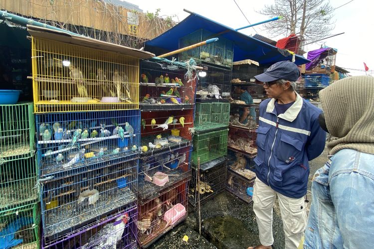 Lovebird dan Parkit Australia Jadi Primadona Pasar Burung Jatinegara, Harga Bisa Jutaan Rupiah