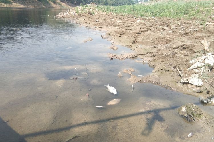 Sejumlah ikan di Sungai Citarum mati, Senin (3/8/2020). Di antaranya ada ikan sapu-sapu. Sejak Jumat (31/7/2020) air Sungai Citarum, Karawang, hitan dan bau tak sedap.