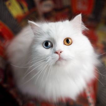 Ilustrasi kucing putih dengan warna mata unik.