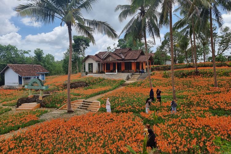Taman Bunga Amarilis milik Sukadi di Gunungkidul, Minggu (26/11/2023).