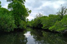 Jaga Kelestarian Hutan Mangrove, Masyarakat di Pulau Kaledupa Wakatobi Gunakan Hukum Adat