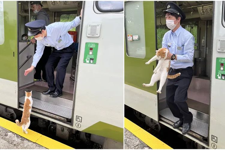 Tangkapan layar dari foto kucing yang masuk gerbong di Prefektur Iwate, Jepang, sehingga perjalanan kereta api tertunda 30 detik pada Sabtu (10/6/2023).