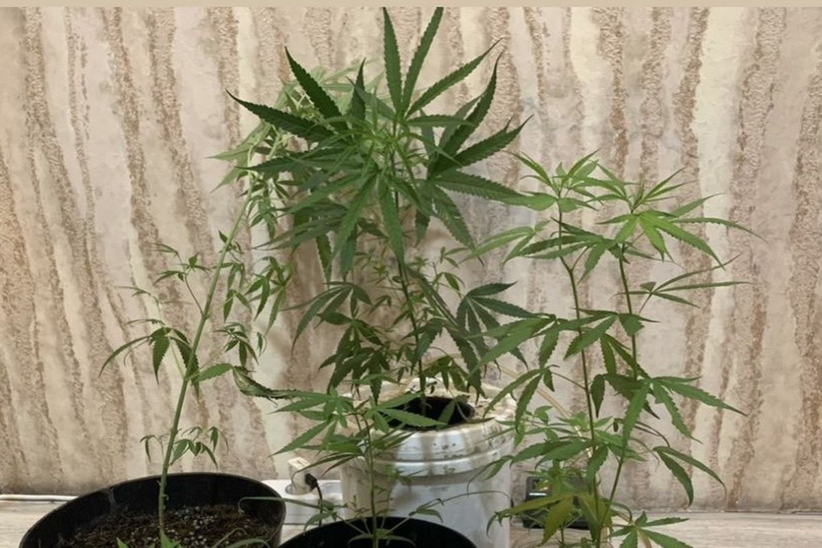 Ganja yang ditanam pemuda di Surabaya, Senin (17/3/2025).