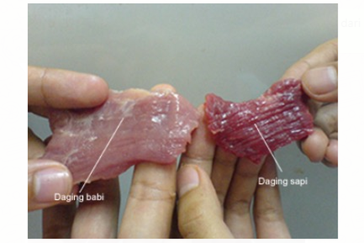 Ilustrasi perbandingan wujud daging sapi dengan daging babi