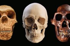 Dari Banyak Manusia Purba, Mengapa Hanya Homo sapiens yang Bertahan?