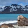 Berapa Lama Gajah Laut Tidur?