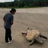 Setelah Lumba-lumba, Warga Pancer Banyuwangi Temukan Penyu Raksasa Mati Terdampar di Pantai