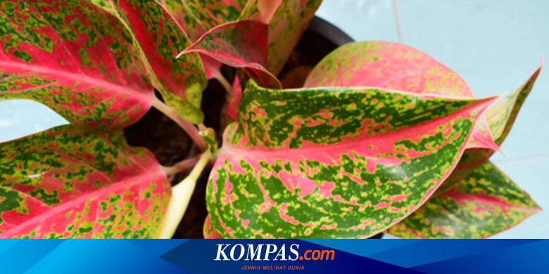 6 Kesalahan dalam Merawat Aglonema yang Sering Dilakukan - Vimarsana News