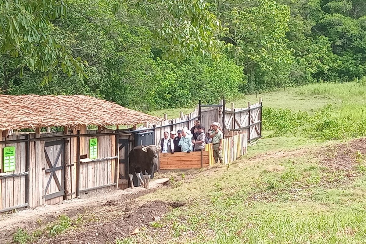 Empat banteng jawa dilepasliarkan di Cagar Alam Pananjung, Kabupaten Pangandaran, Jawa Barat, Rabu (11/12/2024).