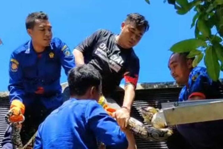 Tangkap Layar Ular Piton Sepanjang 2 Meter Masuk Rumah Warga di BTN Permai Mataram