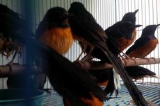 BKSDA Kalbar Gagalkan Pengiriman Ratusan Burung di Bandara Supadio
