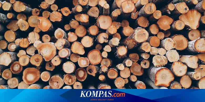 Pengamat: Laporan Soal Deforestasi Bisa Rugikan Ekspor Kayu RI