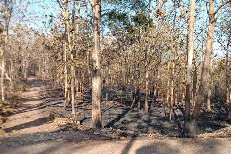 KEBAKARAN LAHAN: Pemadaman api yang melahap satu hektar lahan di dua dusun pada Kapanewon Lendah, Kabupaten Kulon Progo, Daerah Istimewa Yogyakarta, Jumat (21/6/2024).