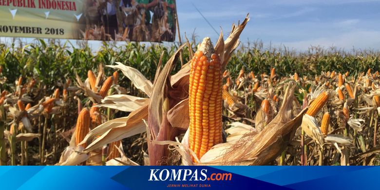 Jagung Masih Impor Pemerintah Akui Salah Perhitungan Jagung Masih Impor Pemerintah Akui Salah Perhitungan