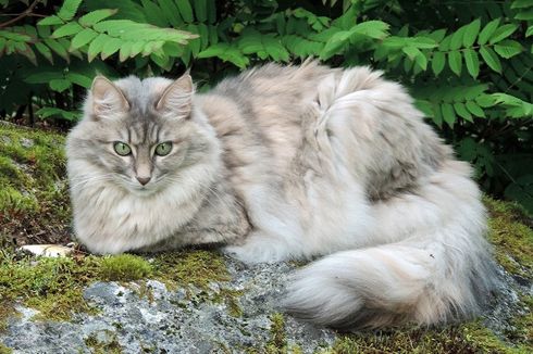 Cara Merawat Kucing Anggora agar Sehat dan Berbulu Cantik