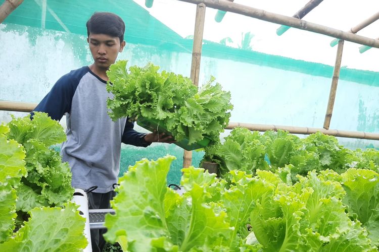 Arif Hermawan (25), petani hidroponik saat ditemui di kebunnya di Kecamatan Kedungjajang, Kabupaten Lumajang, Jawa Timur, Rabu (6/7/2022)