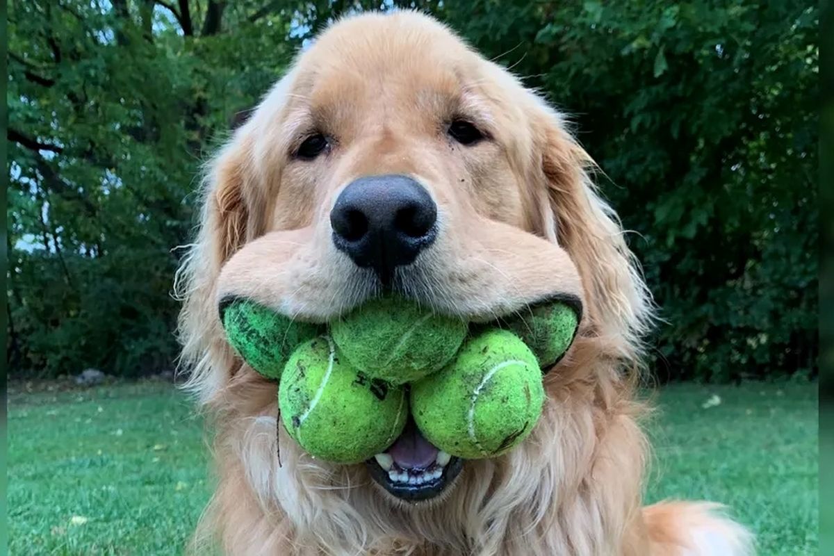 Finley Molloy memegang Rekor Dunia Guinness untuk anjing yang paling banyak memasukkan bola tenis ke dalam mulutnya. 