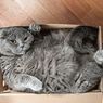 6 Cara Menurunkan Berat Badan Kucing agar Lebih Sehat dan Panjang Umur
