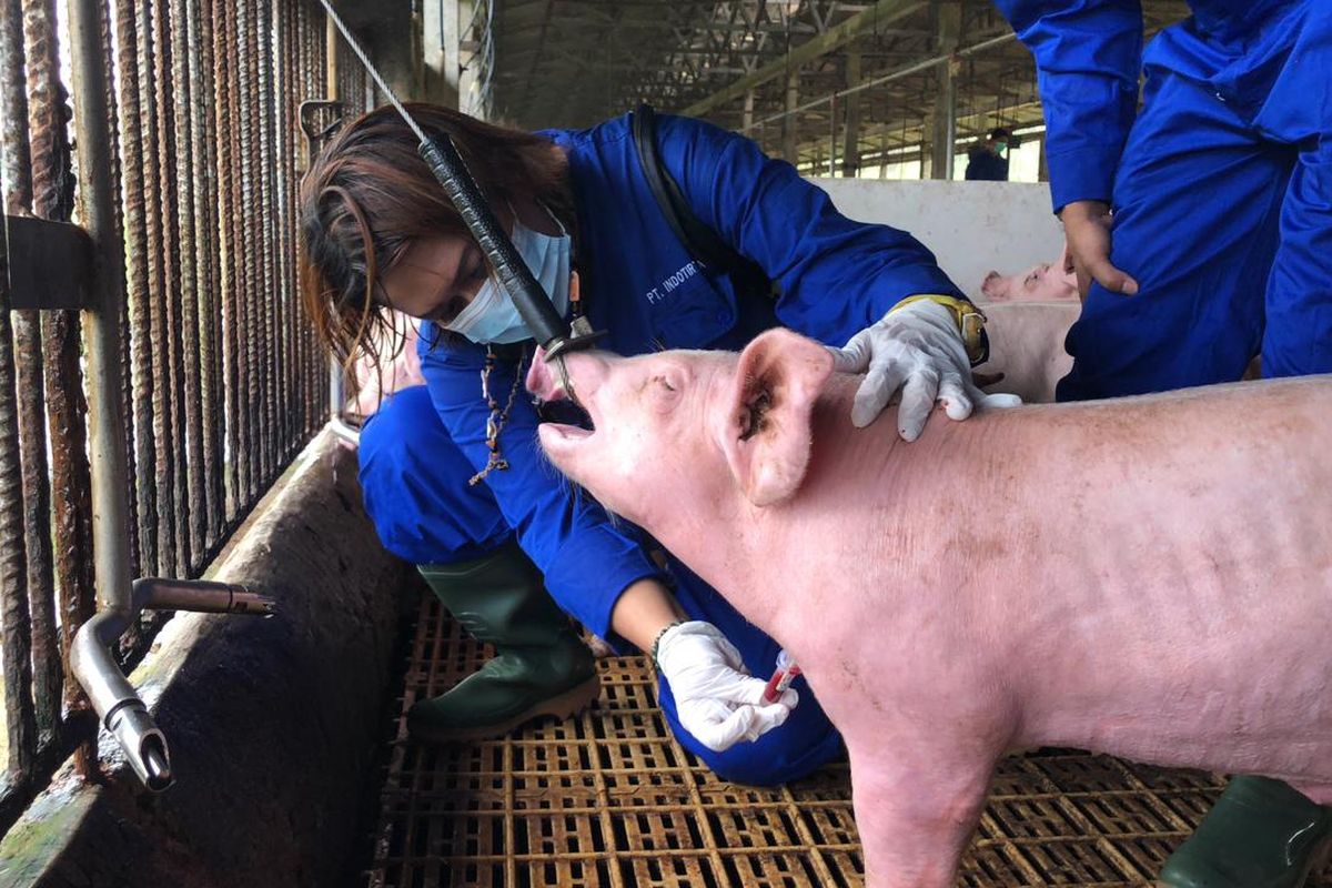 Kementan Gerap Cepat Desinfeksi Virus Demam Babi Afrika yang Diimpor ke Singapura