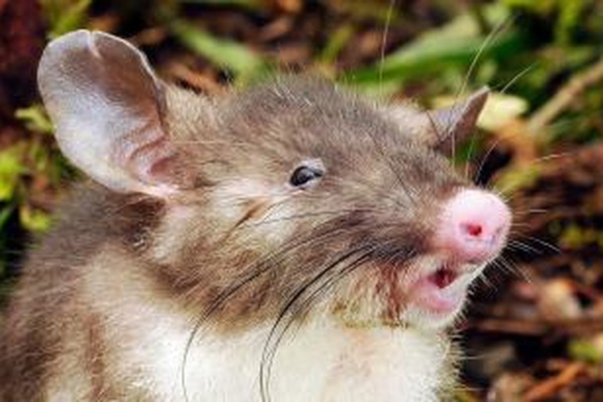 Tikus hidung babi (Hyorhinomys stuempkei)