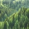 Guru Besar IPB: Hutan Indonesia Susut hingga 20 Persen di 2025