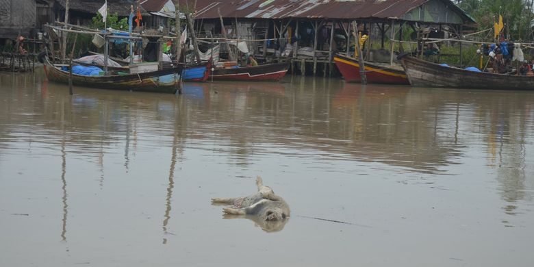 Seekor bangkai babi melintas di Sungai Bedagai, di Kecamatan Tanjung Beringin, Serdang Bedagai, Jumat pagi tadi (8/11/2019). Warga mengeluhkan karena baunya menyengat. Di Serdang Bedagai, sudah ada 500 ekor babi yang mati dari total populasi 31.000 ekor.